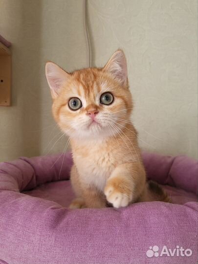 Британские золотые котята