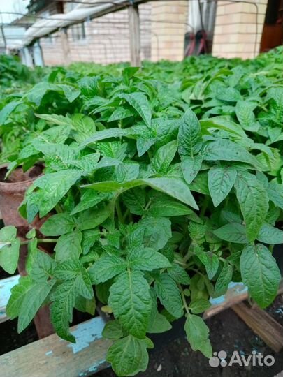 Рассада овощей