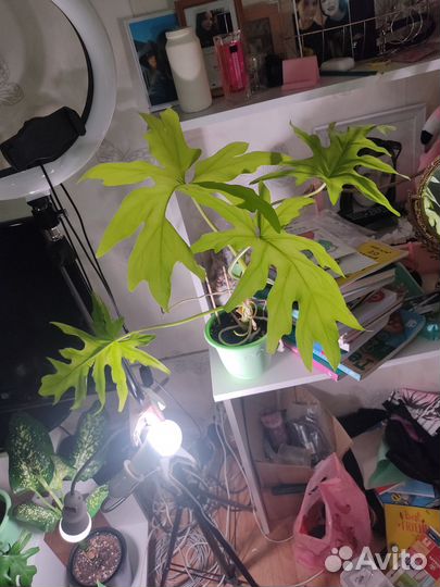 Филодендрон село голд сатин