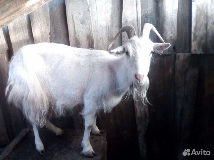 Зааненская коза