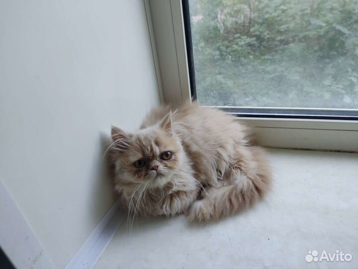 Котёнок перс 6-7мес