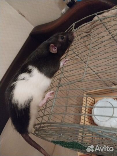 Крыса дамбо с клеткой
