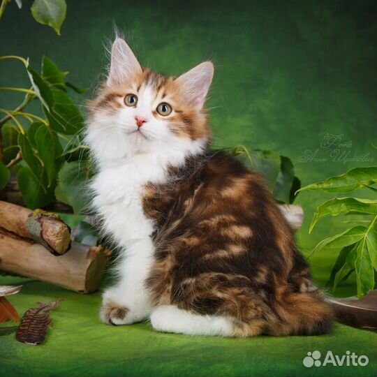 Котята - курбобики