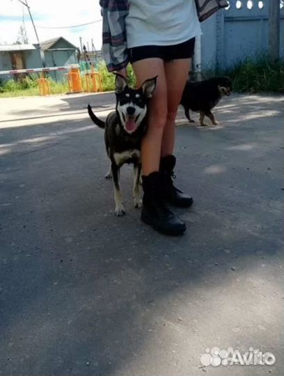 Собака в добрые руки