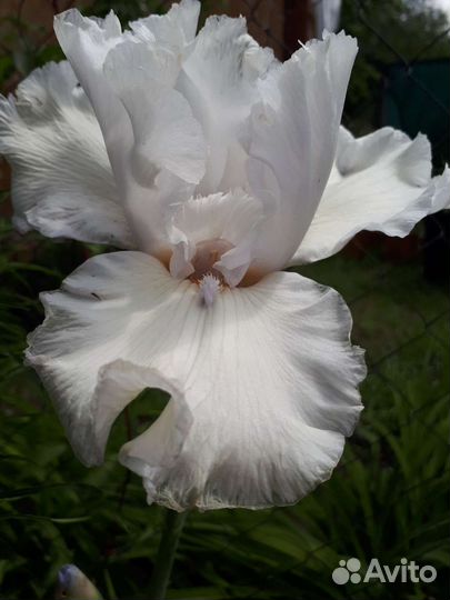 Ирис бородатый