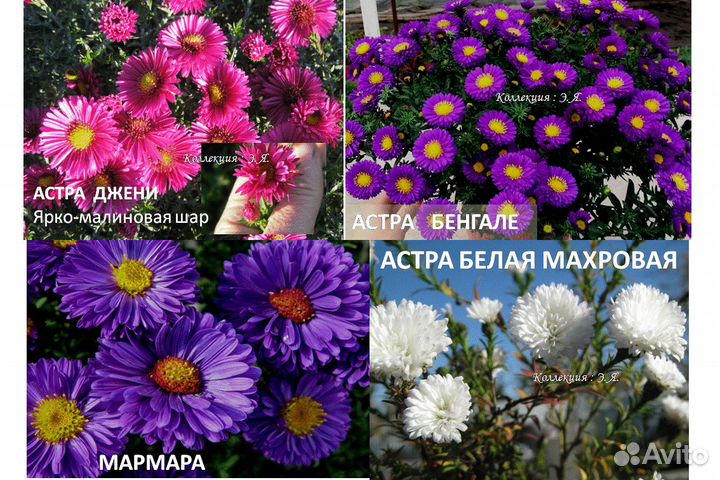 Красивоцвет Многолетники Колокольчики, 8 кв Почтой