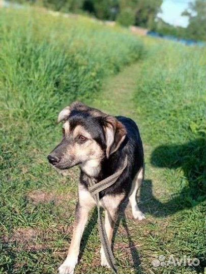 Небольшой пёсик в добрые руки