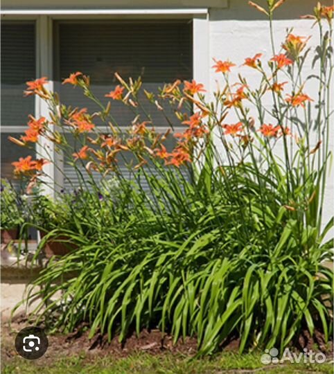 Растения для сада