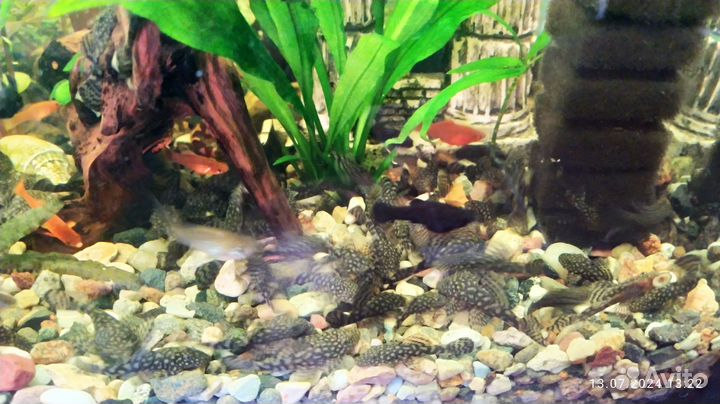 Мальки Меченосцев, Анциструсов