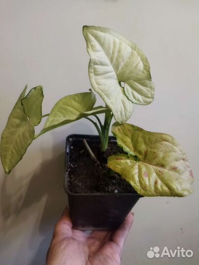 Монстера, сигнониумы, аглаонема