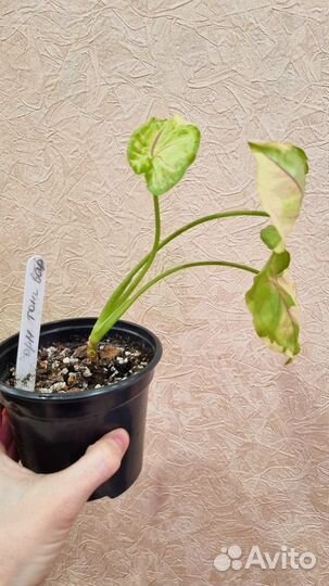 Сингониум орм тонг вар