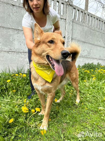 Милый и добрый пес Модус в добрые руки