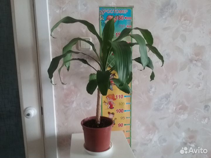 Драцена широколистная