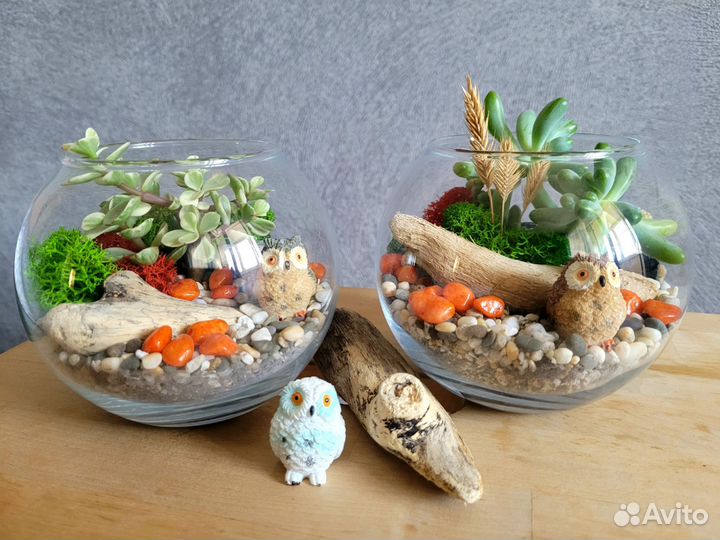 Флорариум с живыми суккулентами