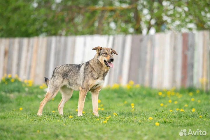 Собака в добрые руки
