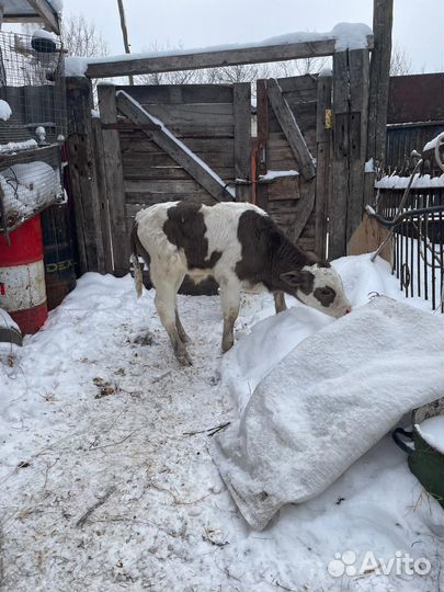 Бычок 3 недели