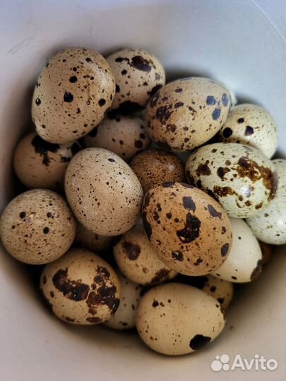 Яйца перепелиные