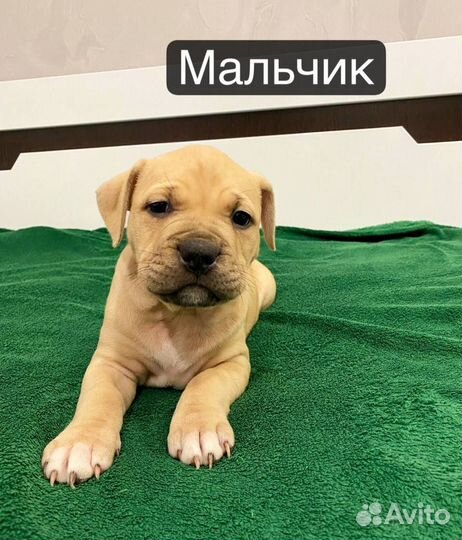 Щенки питбультерьера