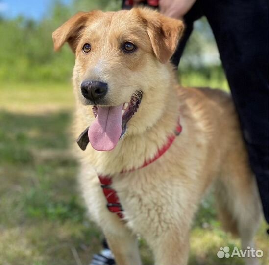 Собака в добрые руки