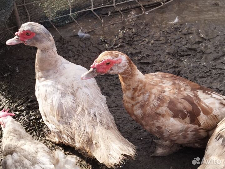 Индоутки годовалые и 4 месячные,северные кряквы