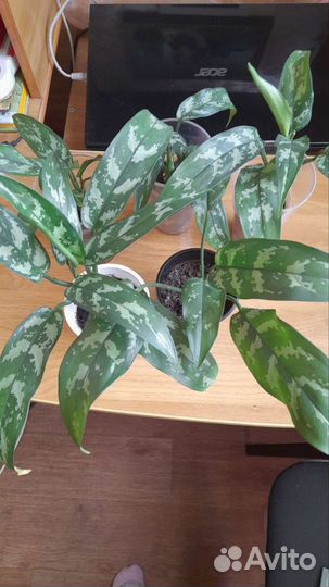 Комнатные растения