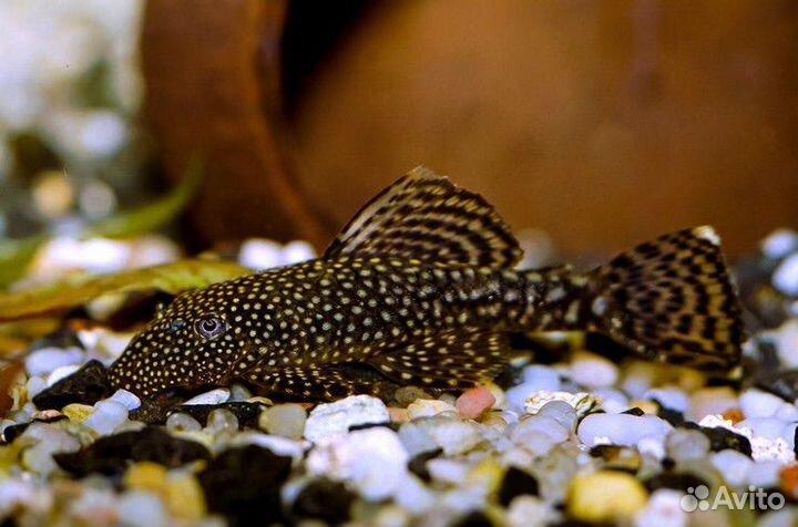 Сомики анцитрусы