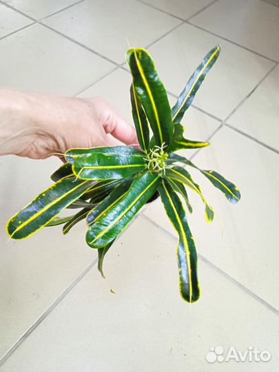 Кротоны разные