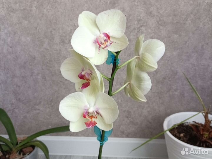 Орхидея