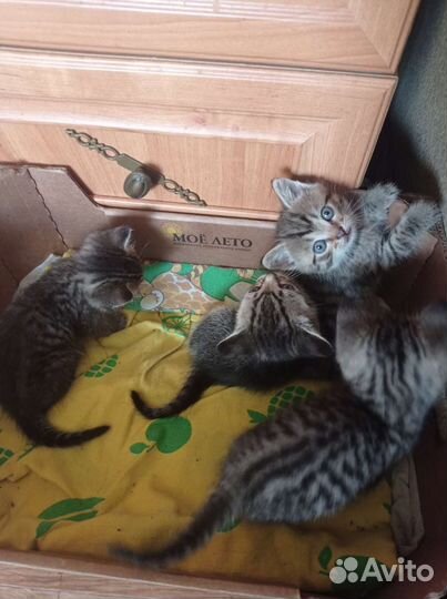 Кошка в дар бесплатно