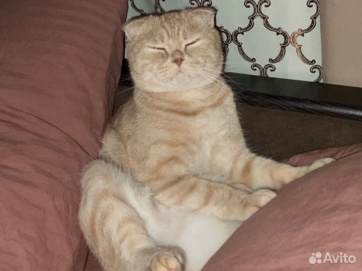 Шотландский вислоухий кот