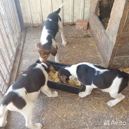 Щенки русской пегой гончей пгт Красная Яруга