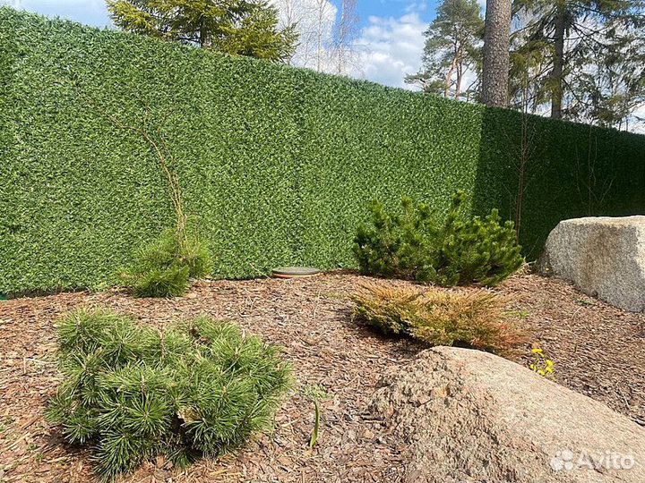 Зеленый Калифорнийский забор - изгородь