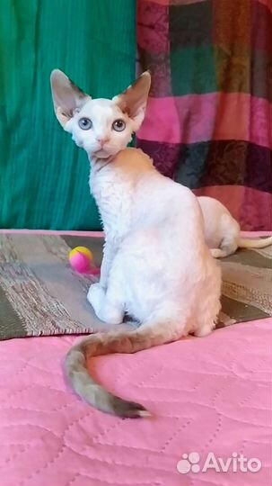 Девон-рекс кошка