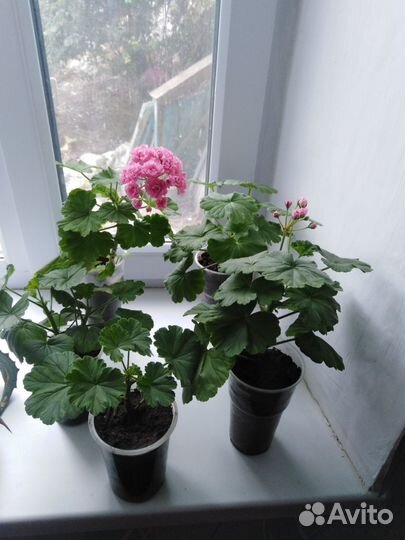 Пеларгония. герань