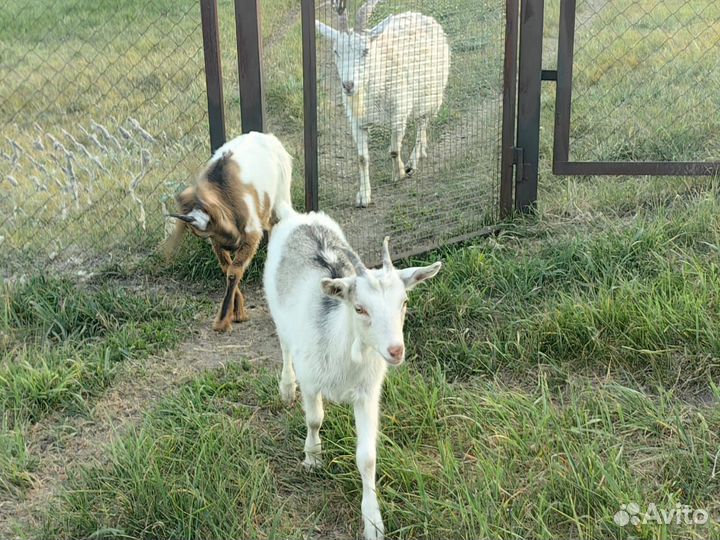 Коза и 2 козочки