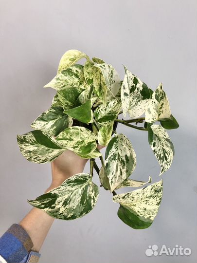 Эпипремнум Марбл Квин