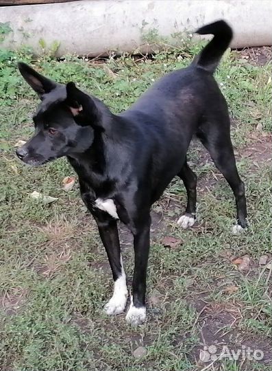 Собака мелких размеров