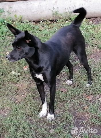 Собака мелких размеров