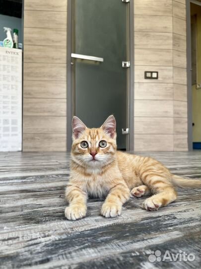 Котик, 3 месяца