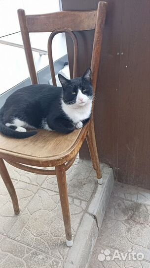 Кот-мальчик