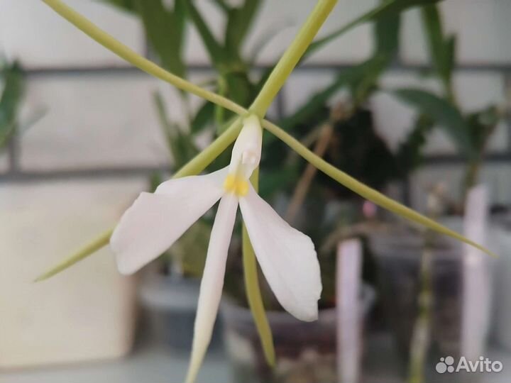 Орхидеи ч. 3