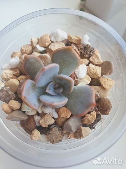 Суккуленты детки