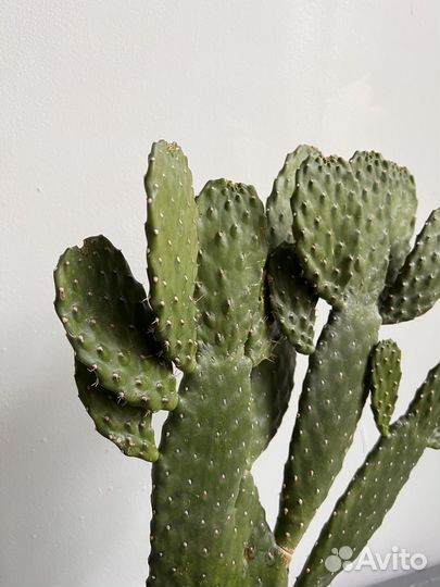 Кактус опунция, 53 см