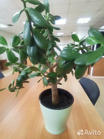 Комнатные растения