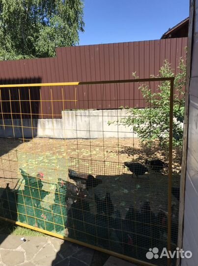 Выгул для кур и уток