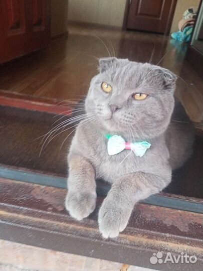 Шотландский кот вязка