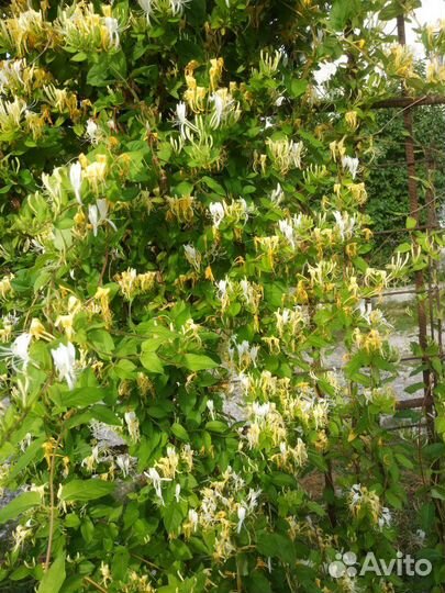 Каприфоль, для вертикального озеленения цв