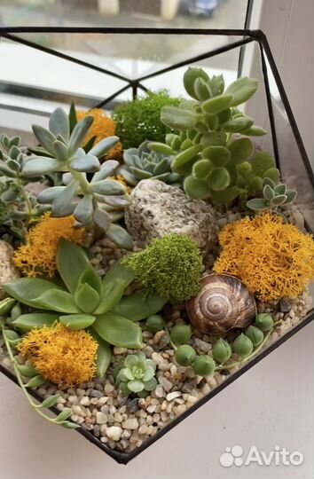 Флорариум «Икосаэндр»