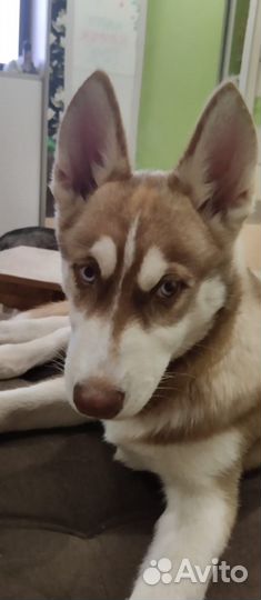 Сибирский хаски