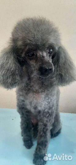 Грумер, груминг стрижка собак